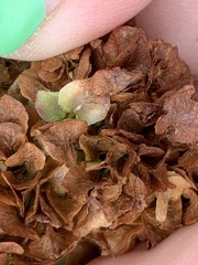 Rumex pseudonatronatus