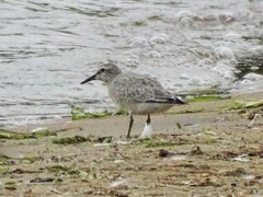 Calidris canutus