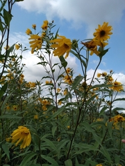 Helianthus maximiliani