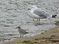 Calidris canutus