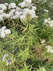 Pycnanthemum verticillatum