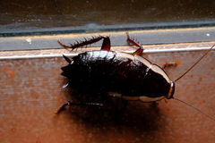 Drymaplaneta communis