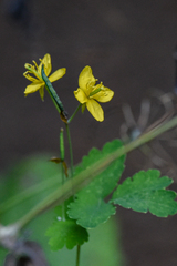 Chelidonium majus