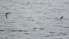 Calidris canutus