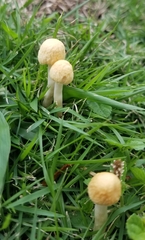 Agrocybe