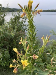 Oenothera glazioviana