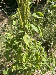 Amaranthus retroflexus