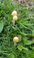 Agrocybe
