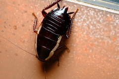 Drymaplaneta communis