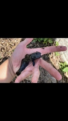 Neogobius melanostomus