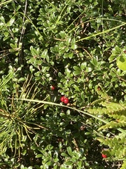 Arctostaphylos uva-ursi