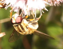 Helophilus trivittatus