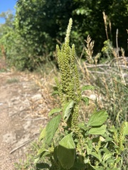 Amaranthus retroflexus