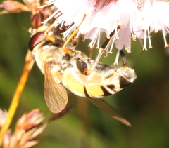 Helophilus trivittatus