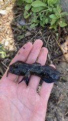 Neogobius melanostomus