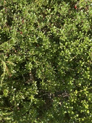 Arctostaphylos uva-ursi