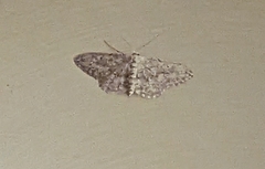 Idaea seriata