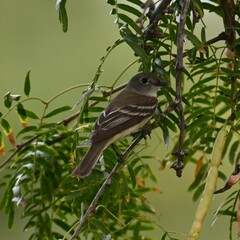 Empidonax