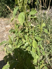 Amaranthus retroflexus