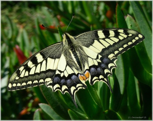 Swallowtail