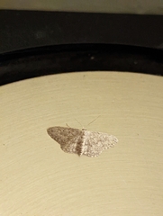 Idaea seriata