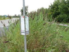 Phragmites australis australis
