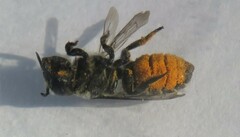 Megachilinae