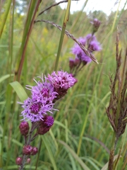 Liatris ligulistylis