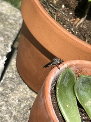 Heteropogon macerinus