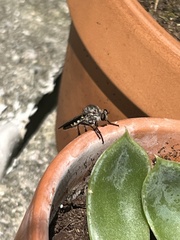 Heteropogon macerinus