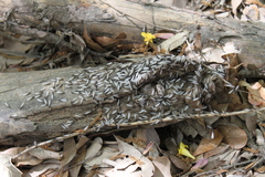 Reticulitermes flavipes