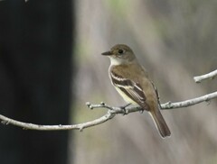 Empidonax