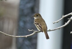 Empidonax