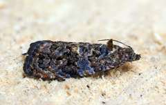 Endothenia hebesana