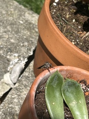 Heteropogon macerinus