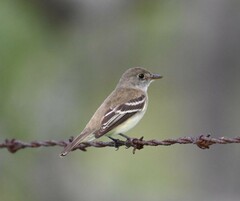 Empidonax