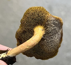 Hortiboletus