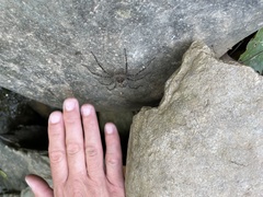 Dolomedes scriptus