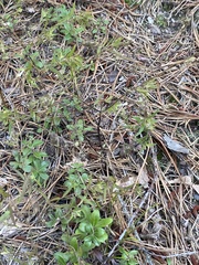 Arctostaphylos uva-ursi