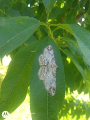 Iridopsis defectaria