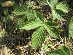Rubus allegheniensis
