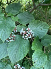 Cornus rugosa