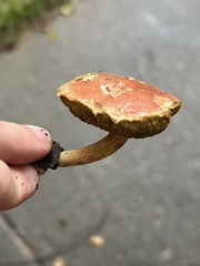 Hortiboletus