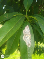 Iridopsis defectaria
