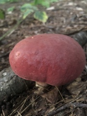 Baorangia