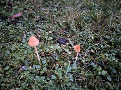 Conocybe