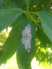 Iridopsis defectaria