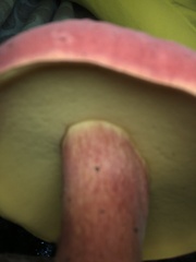 Baorangia