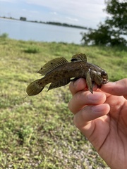 Neogobius melanostomus