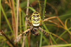 Argiope bruennichi
